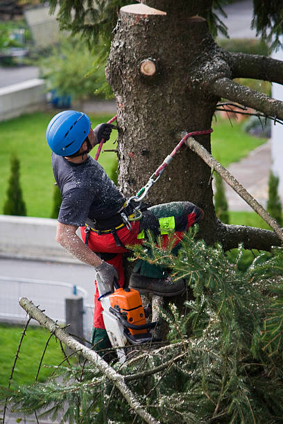 Rowland Heights, CA Tree Services Company