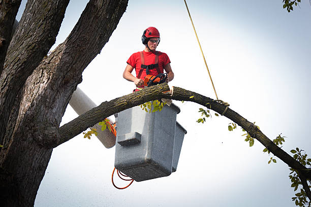 How Our Tree Care Process Works  in Rowland Heights, CA